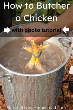 someone is holding a toy in a bucket full of water with the words how to butcher a chicken