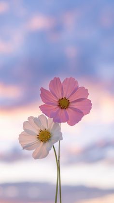 two pink and white daisies in a vase against a blue, cloudy sky background