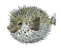 a drawing of a puffer fish with spikes on it's head and eyes