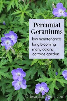 some purple flowers with green leaves and a sign that says perennial geraniums low maintenance long blooming many colors cottage garden