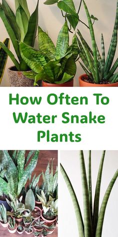 Snake plants in pots with text: "How Often To Water Snake Plants". Plant Repotting, Water Snake, Mother In Law Tongue, Soil Types, Plant Maintenance