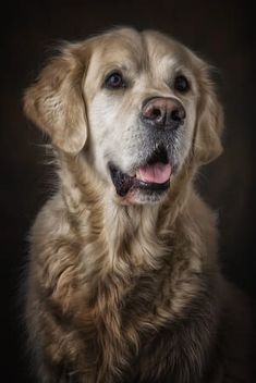 a close up of a dog on a black background