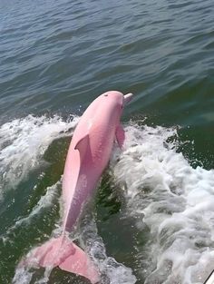 a pink dolphin is in the water and has it's head above the water