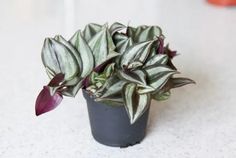 How To Care For A Wandering Jew Plant (Your Complete Guide) - Homeowner.com Plants Hacks, Purple Heart Plant, Front Porch Plants, Upcycled Planter, Plants House, Porch Plants