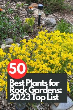 Explore our 2023 top list featuring an array of stunning plants that thrive in rock garden environments. From low-growing ground covers to colorful flowering perennials, we've compiled the ultimate collection for your rock garden. Elevate your outdoor space with these resilient and eye-catching plants. Click now to discover the top 50 plants for rock gardens and start designing your own picturesque landscape. IG Photo by: evelyn_rose_64 Rockcress Perennials, English Rock Garden, Rock Garden Landscape Ideas, Landscaping With Rocks Flower Beds, Garden Statues Ideas Landscaping, Rock Gardens With Plants, Plants For Rock Garden, Berm Garden, Rocks In The Garden