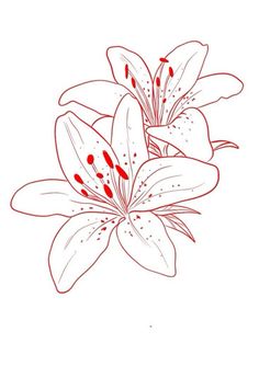 a red and white drawing of lilies on a white background with the words lily written in black ink