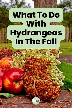 what to do with hydrangeas in the fall