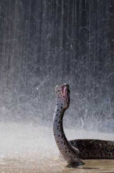 a snake in the water with it's mouth open