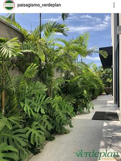 an outdoor area with lots of green plants and trees on the side of the building