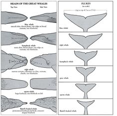 the different types of whale tails