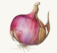 an onion on a white background is shown in this image, it appears to be red and yellow