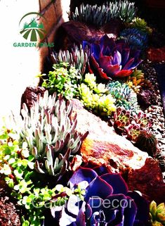 an assortment of succulents and other plants in a garden