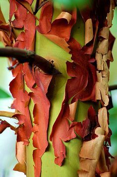 a tree with red and green leaves on it