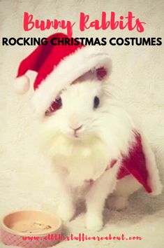 a white cat wearing a red and white santa hat with the words bunny rabbits rocking christmas costumes