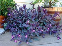 PURPLE HEART PLANT (Tradescantia Pallida) 10 Cuttings Grow purple heart in full sun for best color development; plants growing in shade tend more to green than purple. Pinch the plants to promote more compact growth. Plants are drought tolerant and thrive on neglect, but also tolerate frequent watering. Fertilize monthly when actively growing. Cut plants back after flowering to prevent them from getting spindly. If grown in containers to hold indoors over the winter or as houseplants, reduce watering during the winter and don't fertilize until new growth starts in spring Purple Heart Plant, Wandering Jew Plant, Heart Plant, Wandering Jew, Purple Plants, Purple Garden, Purple Heart, Plant Design, Perennial Plants