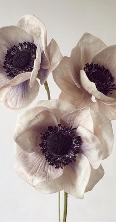 three white flowers with black centers in a vase