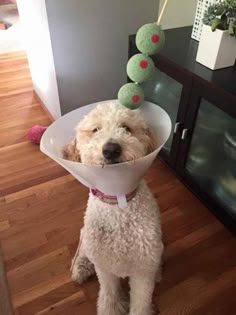 a dog with a cone on its head