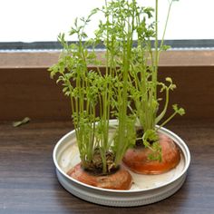 two carrots are sitting on a plate with some plants growing out of them,