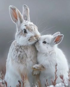 two white rabbits cuddle together in the snow