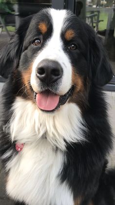 a black, white and brown dog with its tongue out