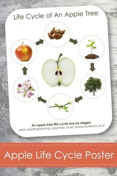 an apple life cycle poster on a wooden table