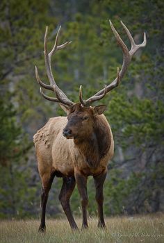 an elk with large antlers walking through the grass in front of some pine trees