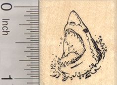 Great White Shark Rubber Stamp, Small Great White Shark Tattoo Simple, Shark Ink Drawing, Shark White Background, Shark Stamp, Shark Pen Drawing, Pet Vet, White Sharks, Great White Shark, Wildlife Conservation