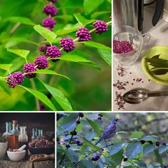 four different pictures with purple flowers and green leaves in the middle one has an olive oil bottle on it