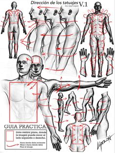 an image of the human body with different muscles and their corresponding parts labeled in spanish