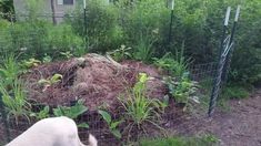 a goat standing next to a fence with plants growing out of the ground in front of it