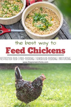 the best way to feed chickens is by following these simple steps, it's hard to tell