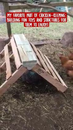 a chicken laying on the ground next to a wooden structure with chickens in it and text that reads, my favorite part of chicken - keeping building fun toys and structures for them to enjoy