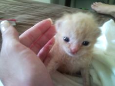 a small kitten being petted by someone's hand on top of a bed