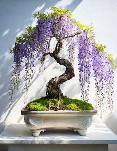 a bonsai tree with purple flowers growing on it