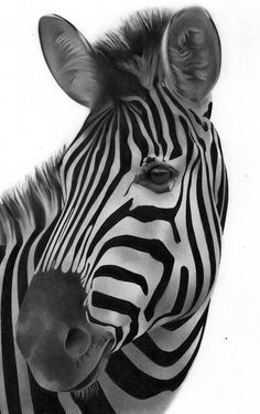 black and white photograph of a zebra's head