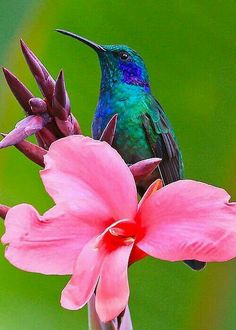 a hummingbird sitting on top of a pink flower