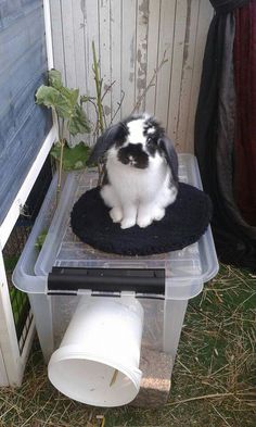 a black and white cat sitting on top of a plastic container