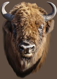 an image of a bison with large horns on it's head and long horns