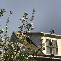 white flowers are blooming on the branches of a tree in front of a house