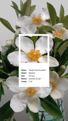 white flowers in a vase with green leaves and a square frame over the top that says name