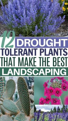 purple flowers and green plants with text overlay that reads, 12 drought to plant plants that make the best landscaping