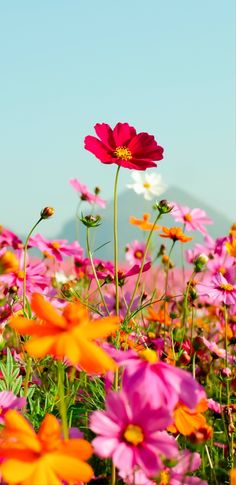 a field full of pink and orange flowers with a mountain in the backround