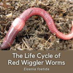 a red caterpillar crawling on top of some brown mulch in the grass