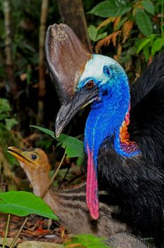 an image of two birds that are in the wild together with leaves and plants around them