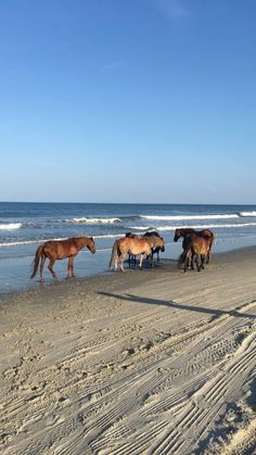 Country Beach Aesthetic, Cowgirl Beach Aesthetic, Costal Cowgirl Aesthetic, North Carolina Aesthetic, Costal Cowgirl, Obx North Carolina Aesthetic, Horse Beach Aesthetic, Horse Riding On Beach Aesthetic, Obx North Carolina