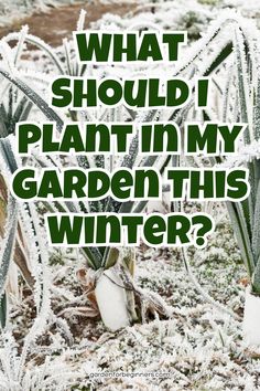 Frost-covered leek plants growing in a winter garden.