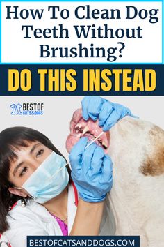 a woman in blue gloves is petting a dog with her mouth open and the words, how to clean dog teeth without brushing? do this instead