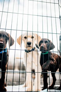 three dogs are looking through the fence