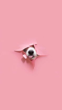 a dog sticking its head out of a hole in pink paper