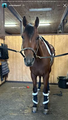 a brown horse standing inside of a wooden building with boots on it's feet